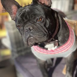 Bulldog and French Bulldog All Grown Up from Fancy Like Frenchies