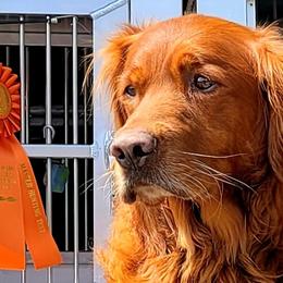 Chance - Golden Retriever