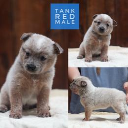 Tank - Red speckled male Australian Cattle Dog puppy in Gatlinburg, Tennessee from Greenbrier