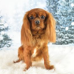 Alys - Cavalier King Charles Spaniel