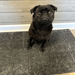 Bella - Pug