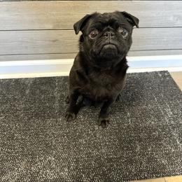 Bella - Pug