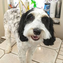 Tulip - Bernedoodle