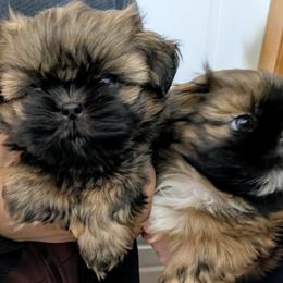 Shih Tzu Puppies from Ming Xing Shih Tzu