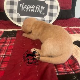 Girl 1 - Cream female Dachshund puppy in East Dover, Vermont from Audet’s Mini Dachshunds