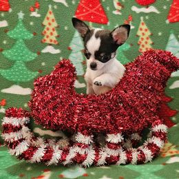 AKC Super Tiny Cricket - Black and white female Chihuahua puppy in Newport, Maine from Pinewood Acres Chihuahuas