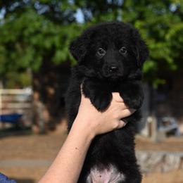 Minx - Black female German Shepherd puppy in Azle, Texas from Alsup German Shepherds
