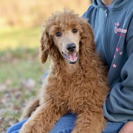 Training Started - Marmie - Cheerful Standard Poodle Puppy - Red  female Poodle puppy in Grimsley, Tennessee from Above Standard Poodles