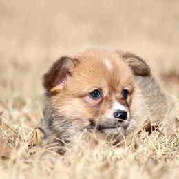 Leah - Sable female Pembroke Welsh Corgi puppy in Fort Madison, Iowa from Bellwether Acres
