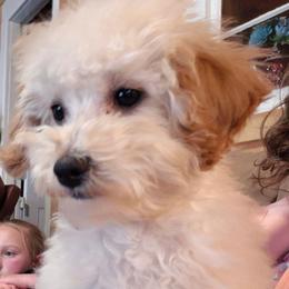 Minnie Pearl - Apricot female Maltipoo puppy in Sidney, Maine from Snow Pond Farm
