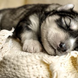 Siberian Husky Puppies from Fly Siberian