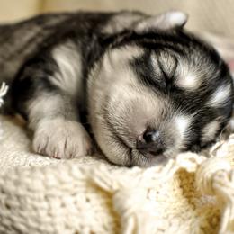 Siberian Husky Puppies from Fly Siberian
