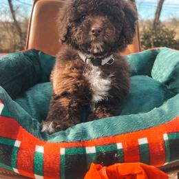 Mauve Collar - Brown and white female Cockapoo puppy in Richmond, Kentucky from The Doting Doodle