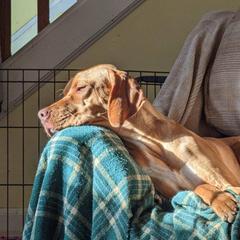 Pointer puppies from RaceCity