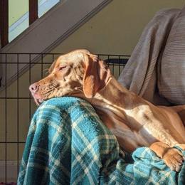 Pointer puppies from RaceCity