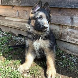 German Shepherds from Landstrassen German Shepherds