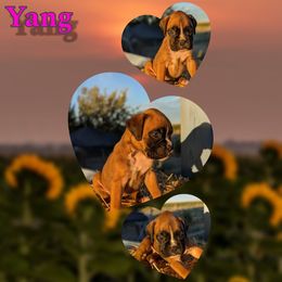 Yang - Fawn female Boxer puppy in Mountain Home, Idaho from LJK Boxers & Toy Aussies