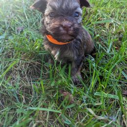 Havanese Puppies from Charlotte Landry
