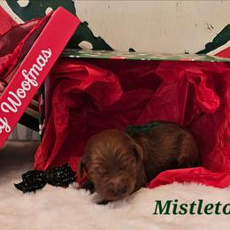 Mistletoe - Red  male Goldendoodle puppy in Haughton, Louisiana from Bailey’s Cajun Canines