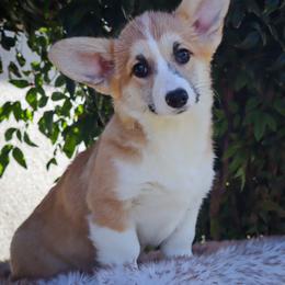 Lollipop - Red female Pembroke Welsh Corgi puppy in Caliente, California from Rafter Cross 7