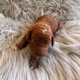 Hope - Red  female Poodle puppy in Osyka, Mississippi from Southern Sunshine Standards