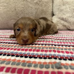 Luna - Chocolate and tan female Dachshund puppy in Stilwell, Oklahoma from B & K Dachshunds