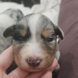 Snickers - Blue merle male Australian Shepherd puppy in Stanwood, Washington from BlueSpark Australian Shepherds