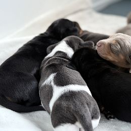 Dachshunds from The Doxie Box