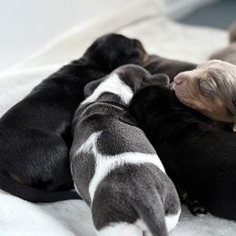 Dachshunds from The Doxie Box