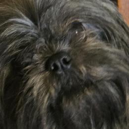 Juju - Shih Tzu