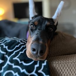 Doberman Pinscher Puppies from JM Dobermans