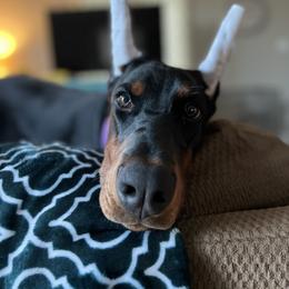 Doberman Pinscher Puppies from JM Dobermans