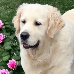 Lissie - Golden Retriever