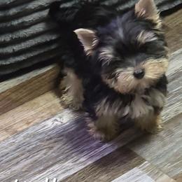 Molly - Black and tan female Yorkshire Terrier puppy in Michigan from Breny