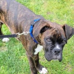 Boxer Puppies from Starlight Boxer Corner