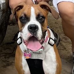 Zoë - Boxer