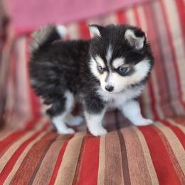 Madora - Merle female Pomsky puppy in Mc Callsburg, Iowa from SZ Rolling Acres LLC