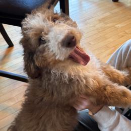 Bernedoodle puppies from Ball-Y-Hoo Bernedoodles