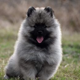 Keeshond Puppies from Anna Boehringer