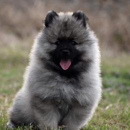 Keeshond Puppies from Anna Boehringer