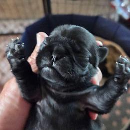 Tammy - Black female Pug puppy in Madera, California from Hills Pugs