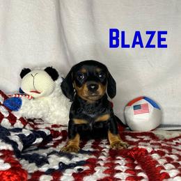 Blaze - Black and tan male Dachshund puppy in Monitor, Washington from Shannon Dolly’s Dachshunds