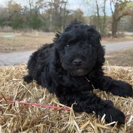 Oliver - Black phantom male Aussiedoodle puppy in Oklahoma City, Oklahoma from Foneb Farm - The F1B Farm