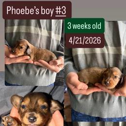 Phoebe's boy 3 - Red male Dachshund puppy in Grand Junction, Michigan from J.C fur babies