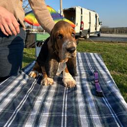 Harvey - Black brown and white male Basset Hound puppy in Versailles, Indiana from Bedrock Basset Hounds
