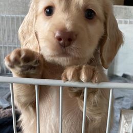 Dachshund Puppies from Virginia Creams - Dachshunds