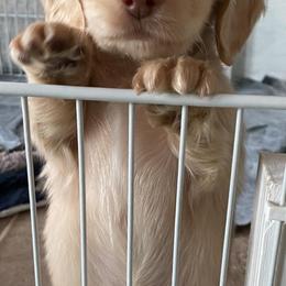 Dachshund Puppies from Virginia Creams - Dachshunds