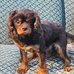 Rollie - Chocolate male Cavalier King Charles Spaniel puppy in Mooresville, North Carolina from Adelaide Cottage