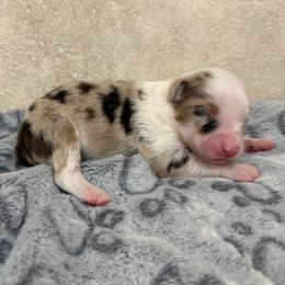 Scout - Red merle female Miniature American Shepherd puppy in Baker, Florida from East to Western Aussies