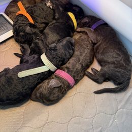 Orange Girl - Black female Poodle puppy in Hawkins, Texas from Bible Belt Ranch